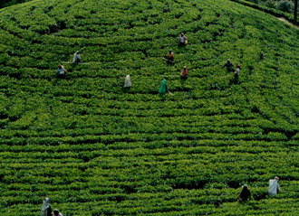 Teeanbaugebiet Nurya Elya im Hochland Sri Lankas. Tamil women labours working in the Tea Plants of Sri Lanka.
