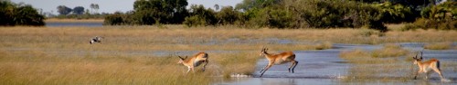 Headerbild Wildlife Okavango Delta: Antilopes jumping over the swamps. © GMC Photopress, Gerd Müller, gmc1@gmx.ch
