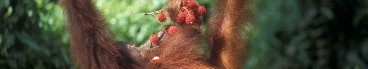 Headerbild Orang Utan eating fruits in Sarawak, Borneo, Malaysia