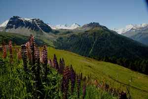 Alpenflora im Val d'Annivers im Wallis