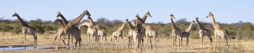 Giraffenherde im Etoscha Nationalpark. A herd of girafs in Etosha Nationalpark.