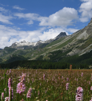 Alpenflora, Berglandschaft, Vegetation, Silsersee | Mountain landscape, vegetation, flora