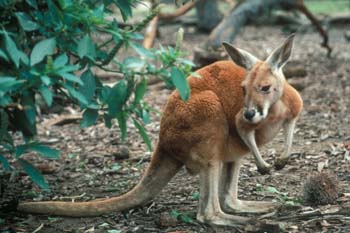 Australien: Känguru