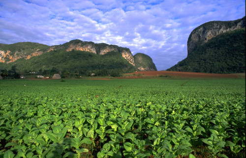 Kuba: Tabakplantagen in Vinales/Pinar del Rio