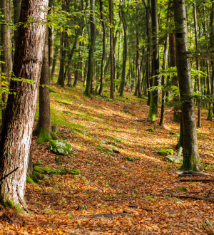 Waldweg Vollererhof