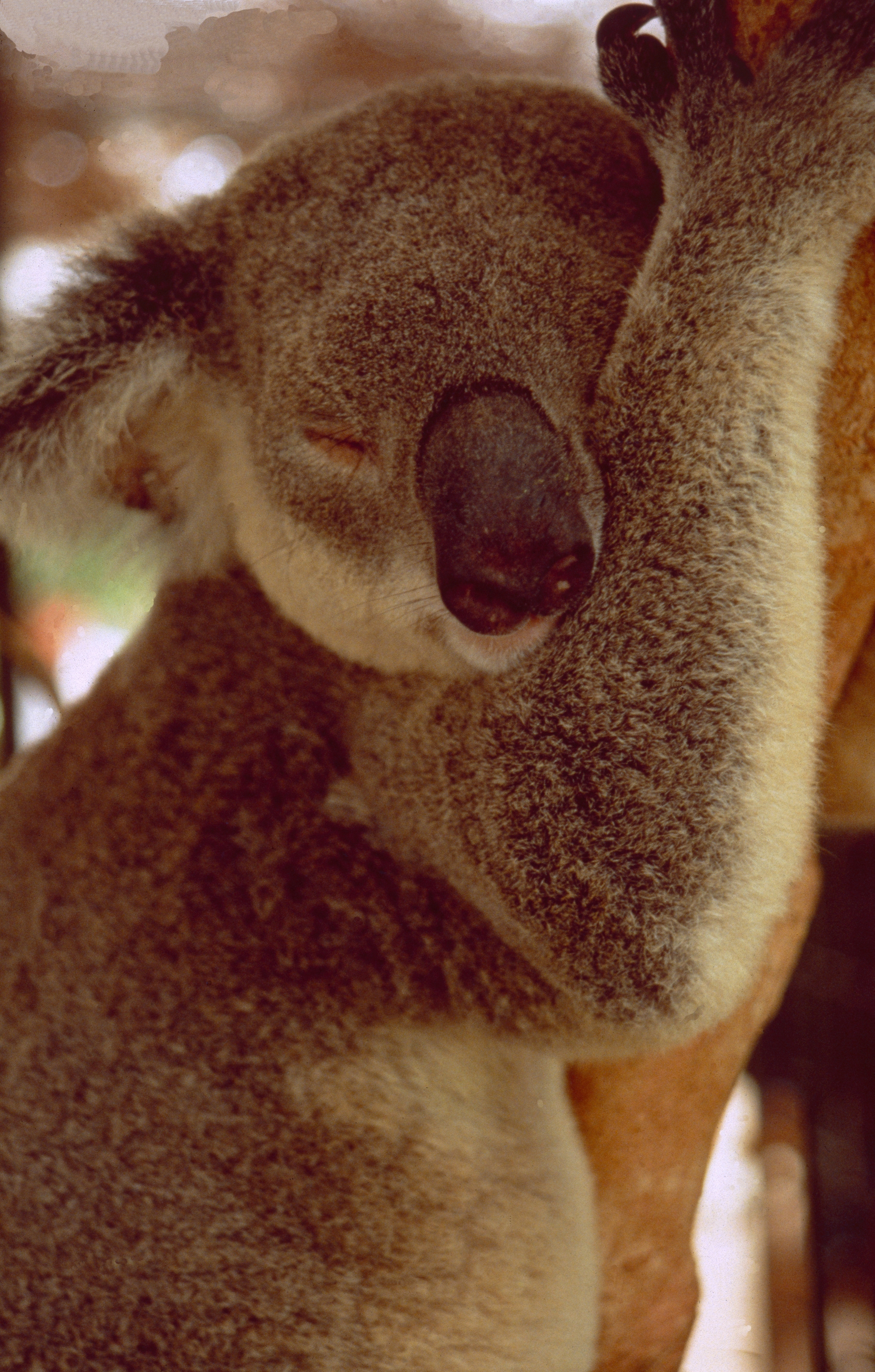 Australia: Koala-Bear Mother in a tree