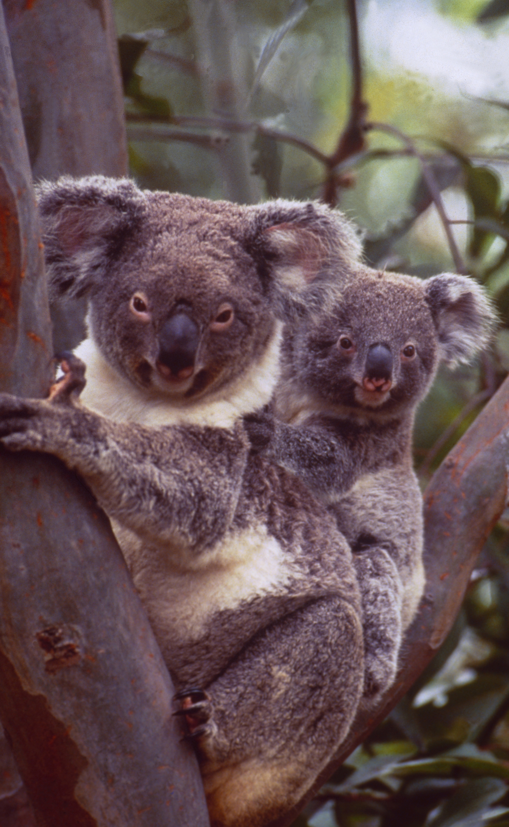 Australia: Koala-Bear Mother and Baby in a tree
