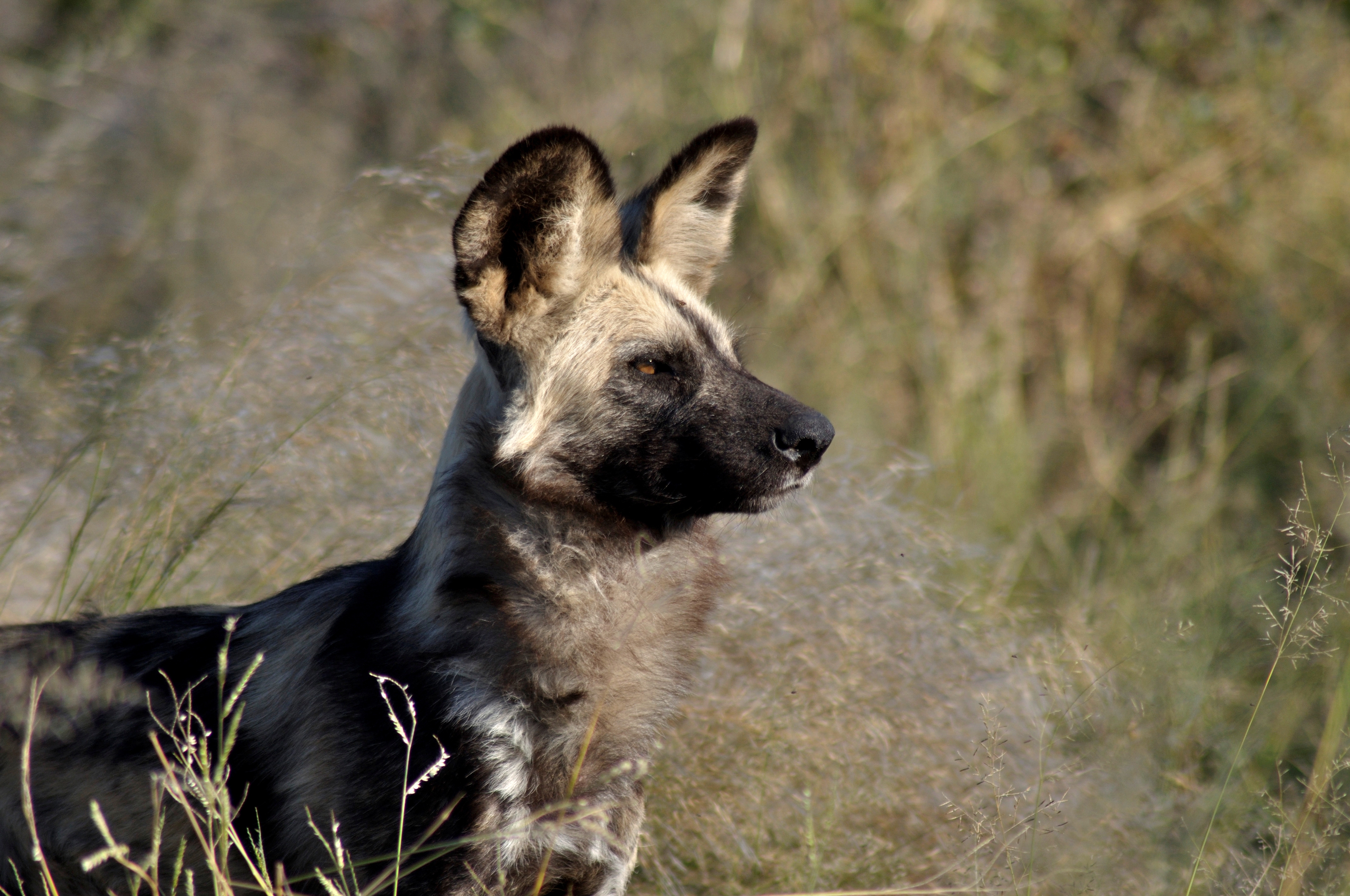 Botswana: Wilddog