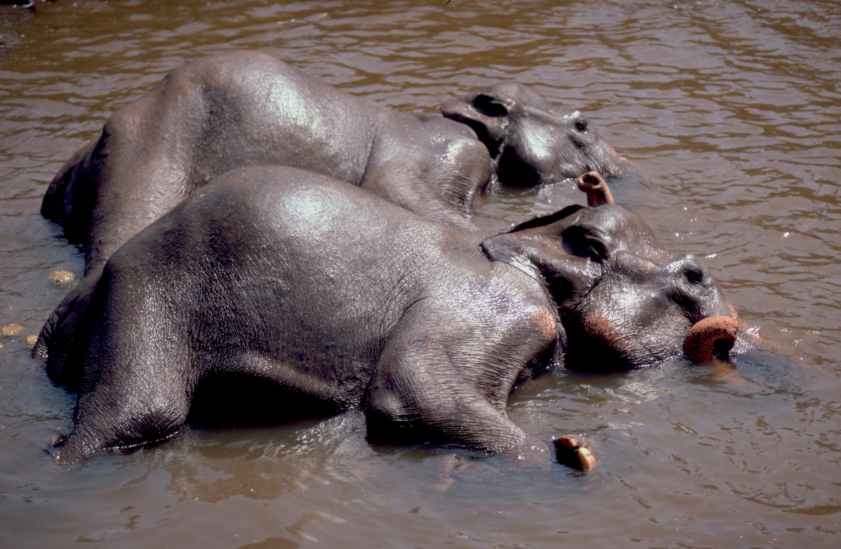 Sri Lanka: Indian Elefants taking a bath in the river at Pinawela Reserve
