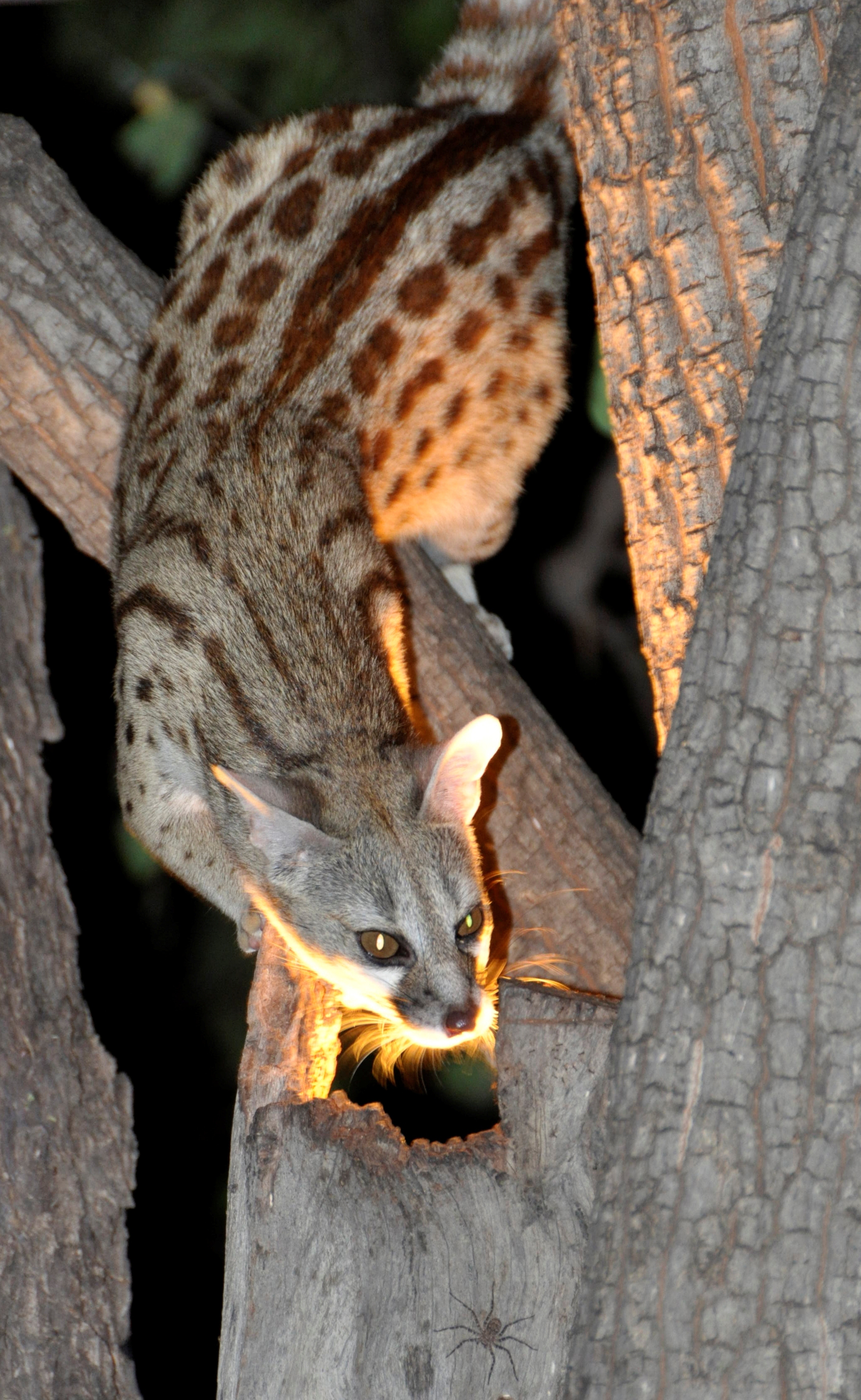Botswana: African wildcat, nocturnal animal, endangered species