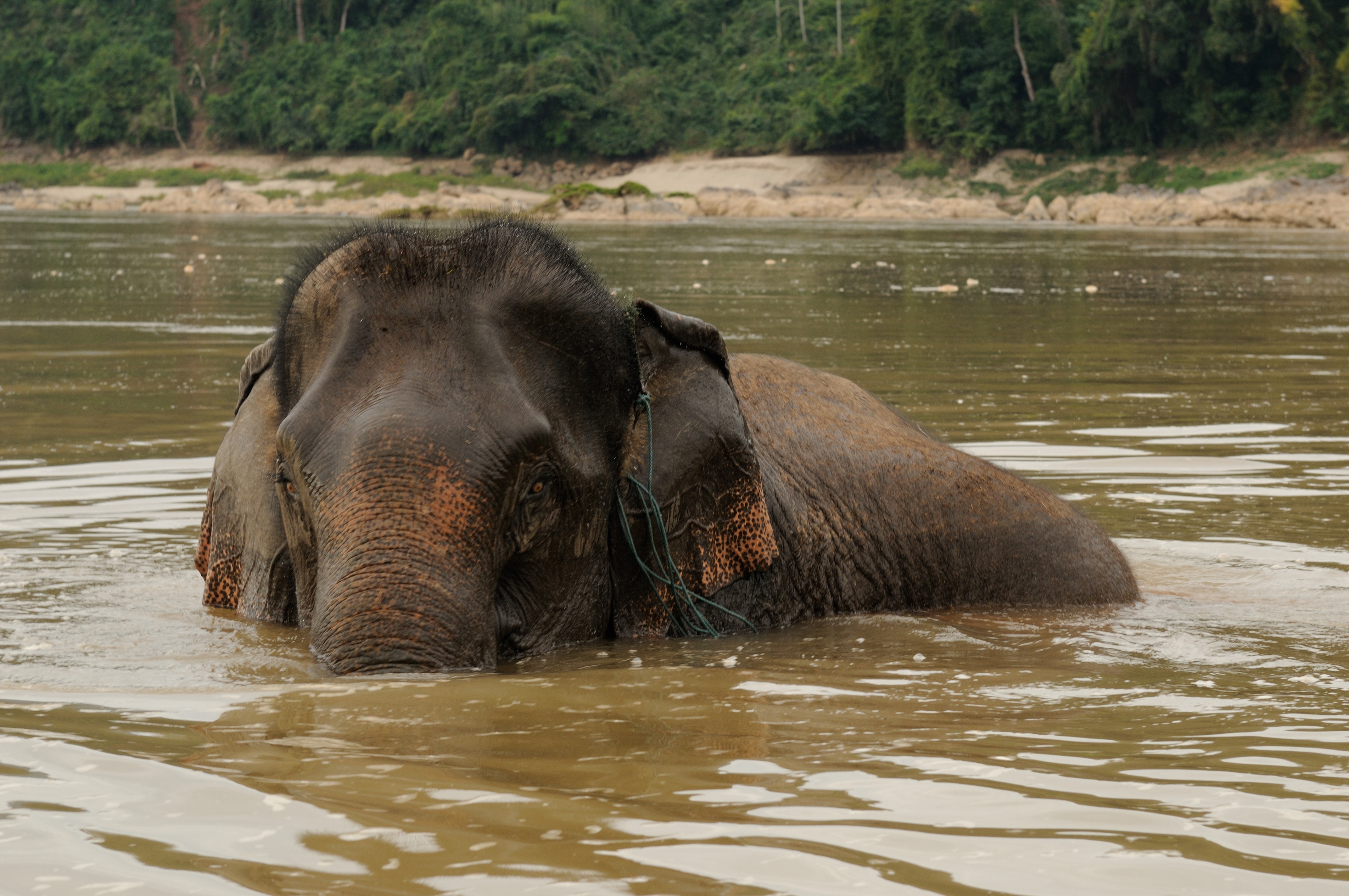 North-Laos: Elephant takes a bath at the Mekong river opposit of Pak Ou caves.