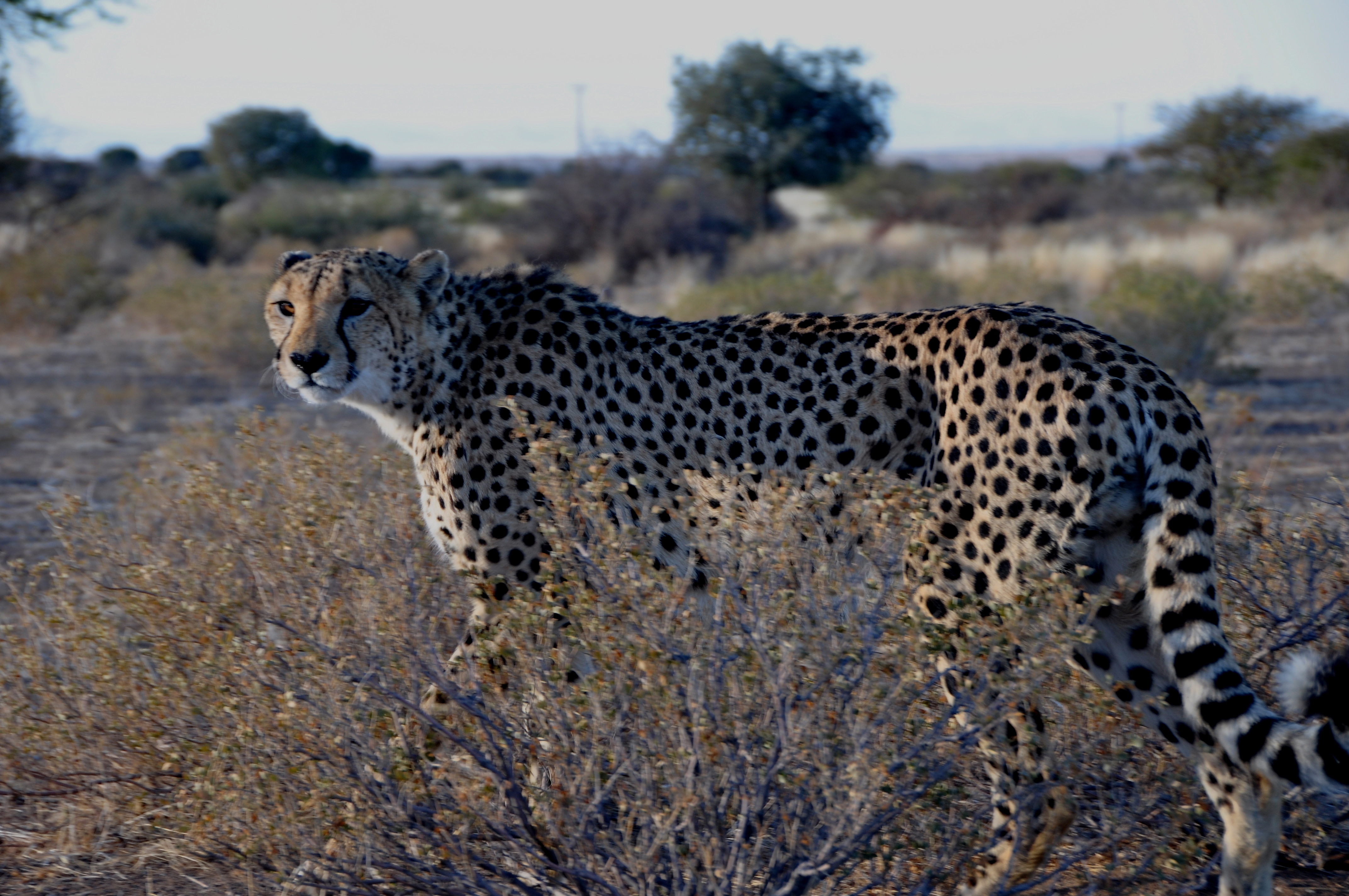 A Jeetha in the namibian Kalahari; where one third of the world population is living.