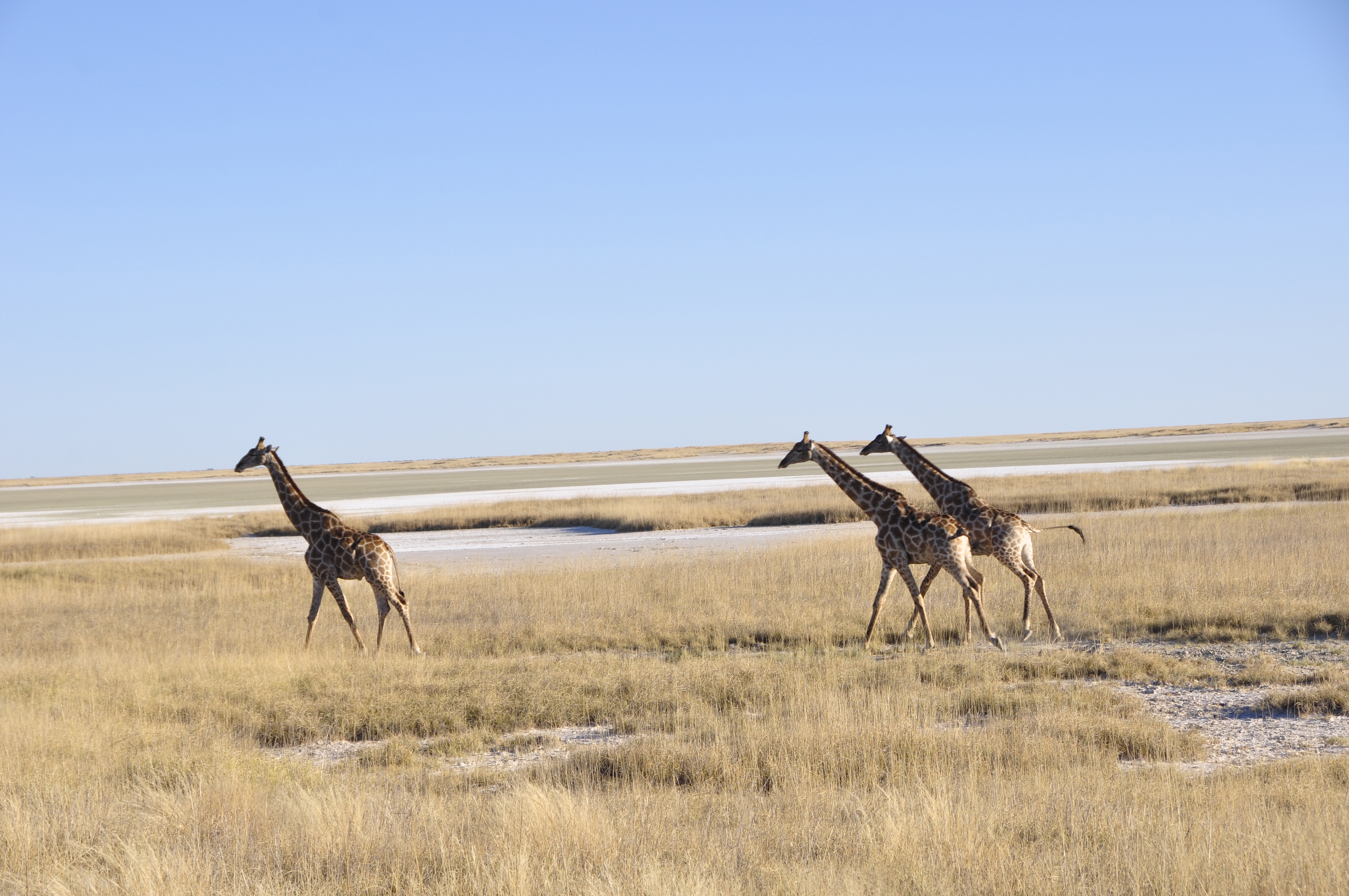 Namibia: Girafs at the boarder of the Etosha salt-pan