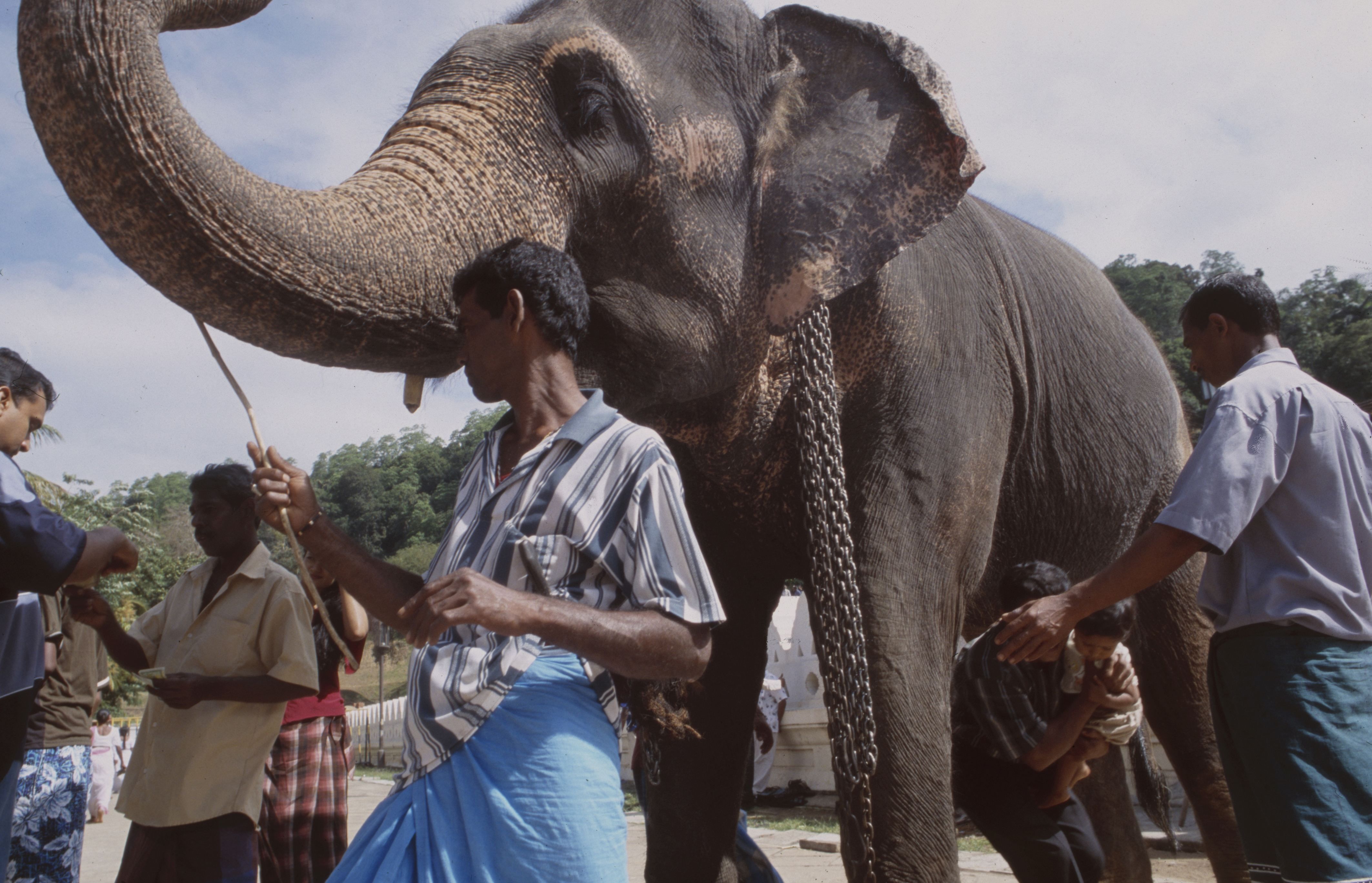 Sri Lanka: King elephant in front of Daliga Waliga buddhist temple in Kandy