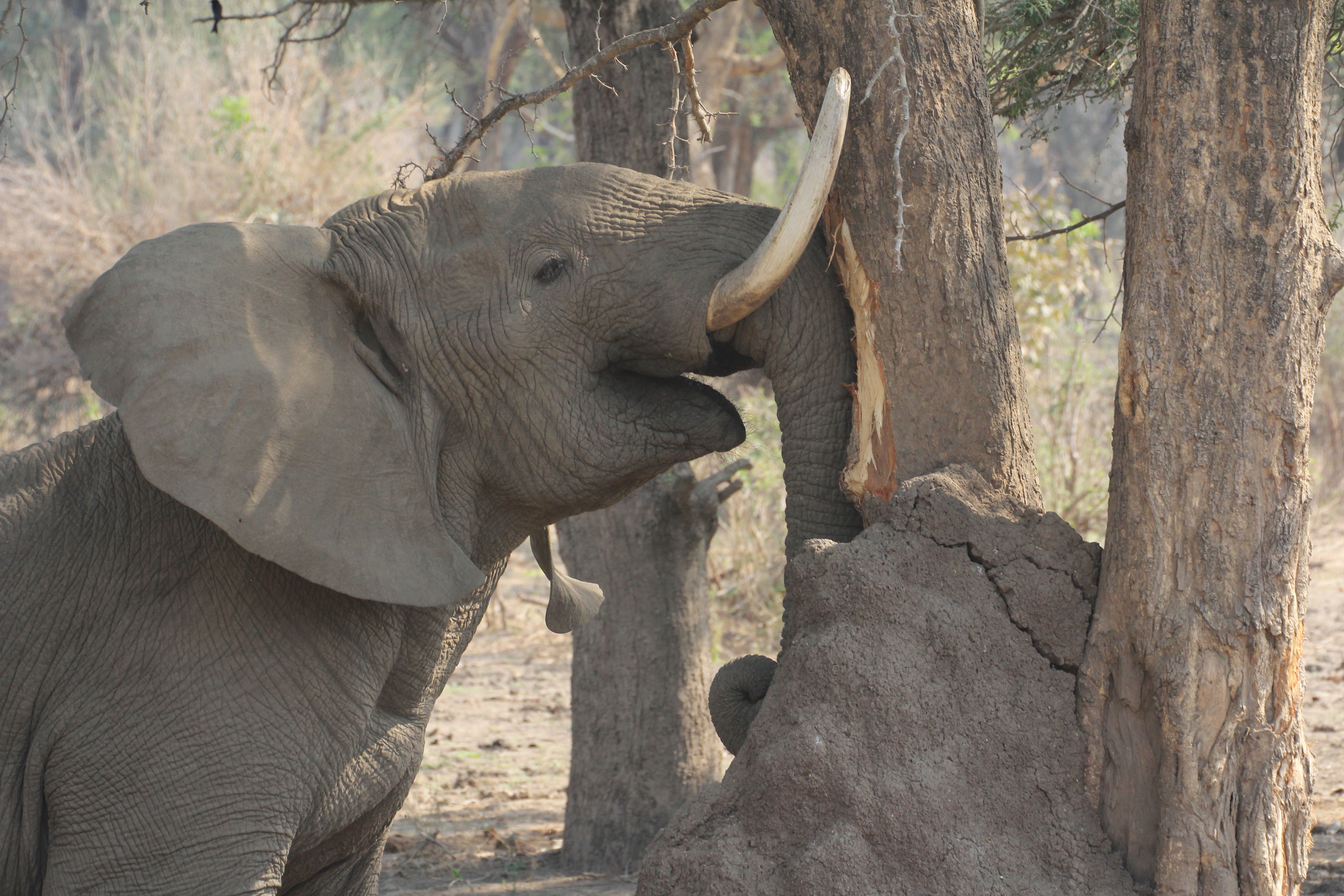 Elephant rubbing his tasks at aaElephant rubbing his tasks at a tree in Lower Zambesi Nationalpark  tree in Lower Zambesi Nationalpark | Ein Elefant reibt seine Stosszähne an einem Baum.