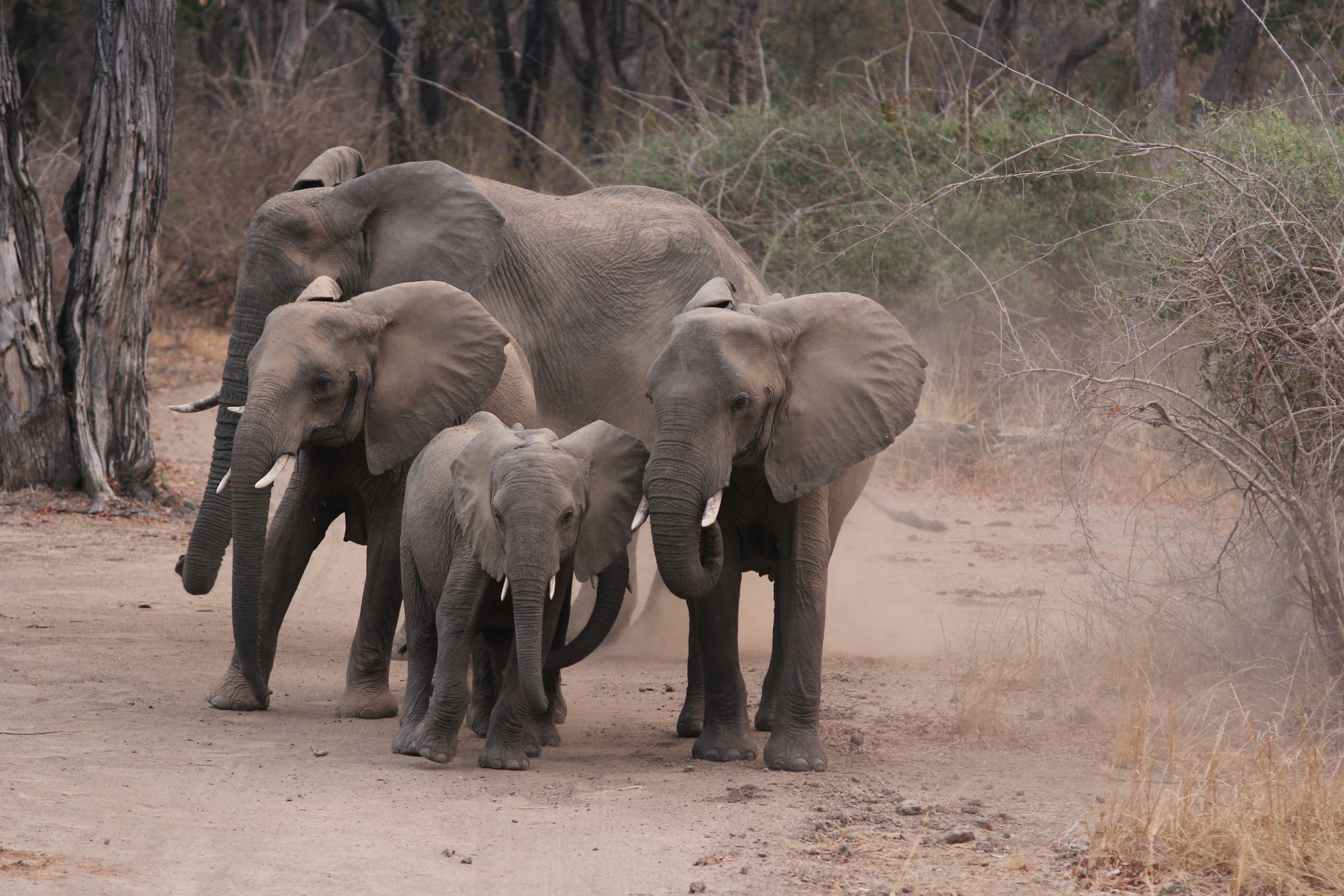Zambia: Elephants in South Luanga National park,