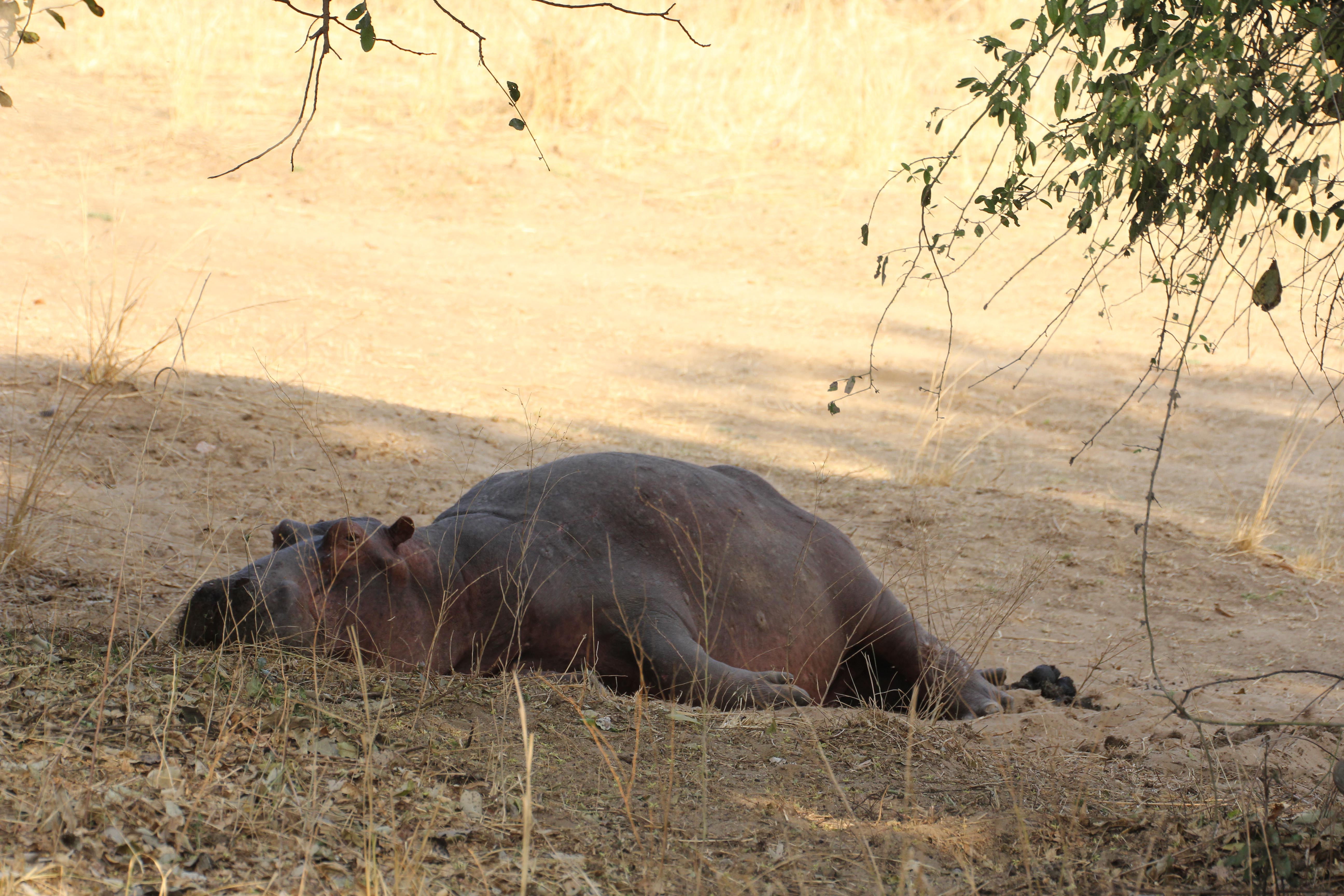 Zambia: Hippo lying in the shadow of a tree near Zambesi River