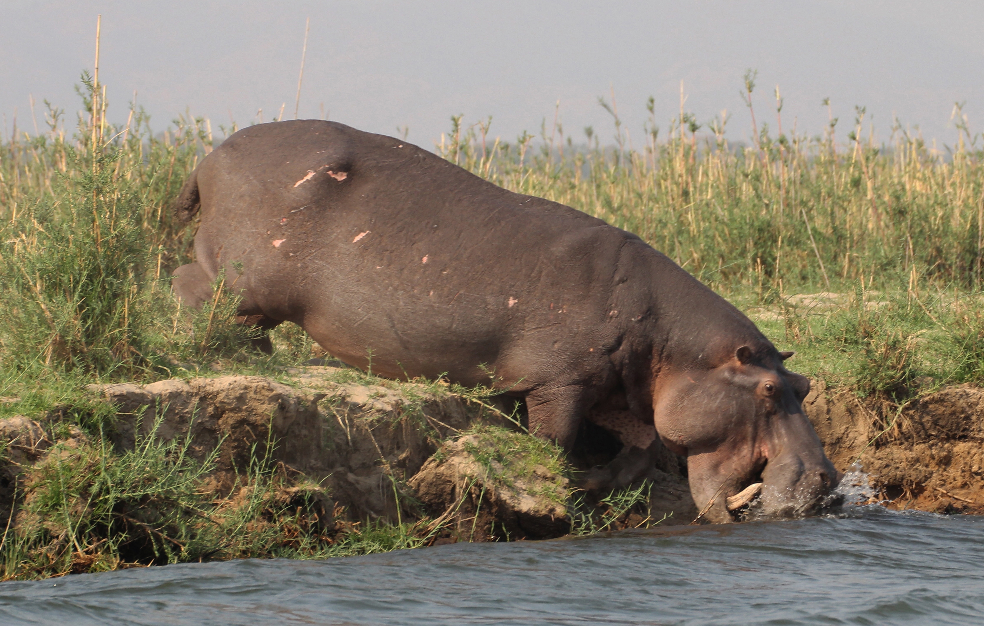 Hippo walking into the water for taking a bath at lower Zambesi River