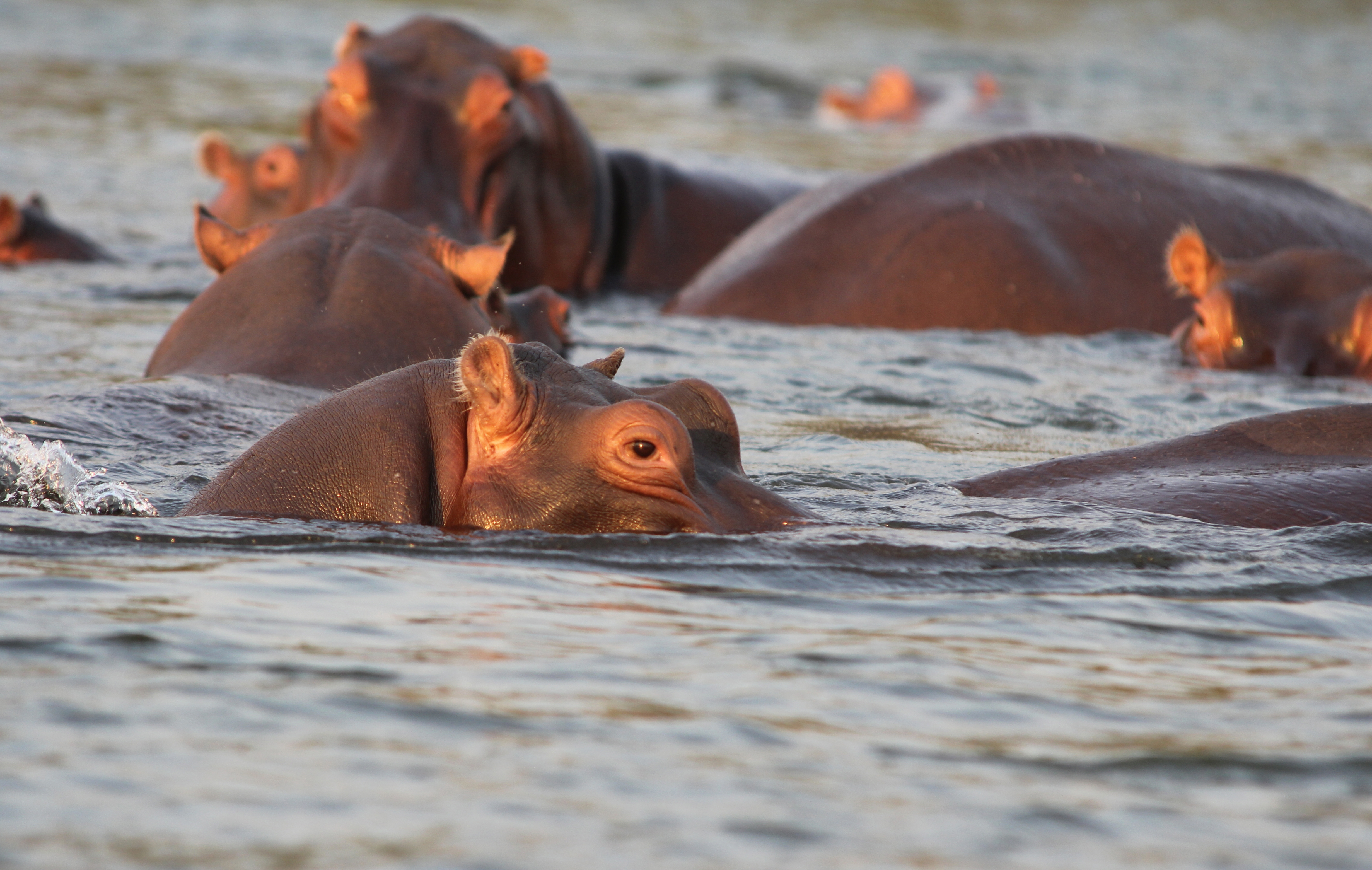Zambia: Hippos taking a bath at lower Zambesi River