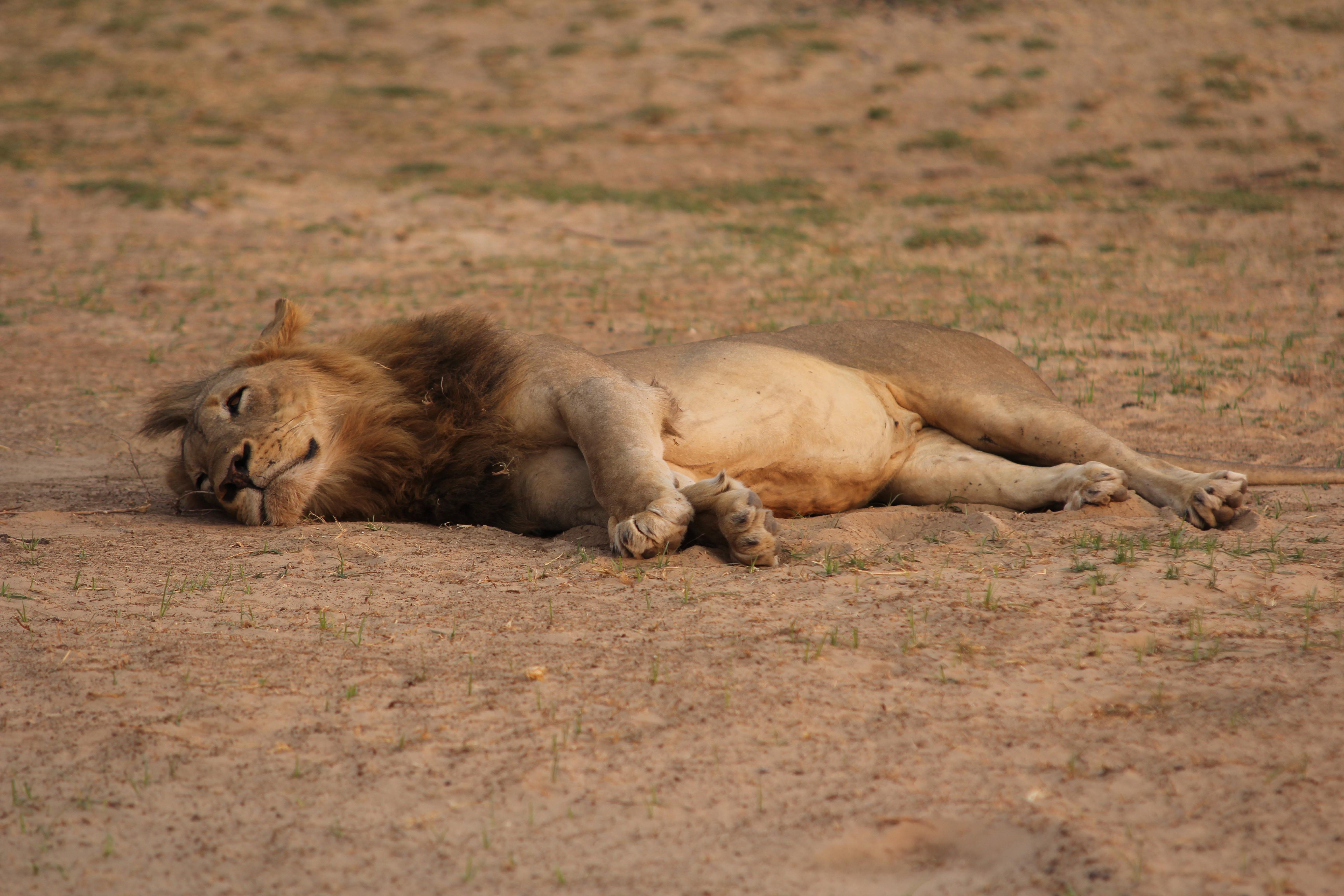 Zambia: Lioness relaxing in the warm sand at the South Luangwa River