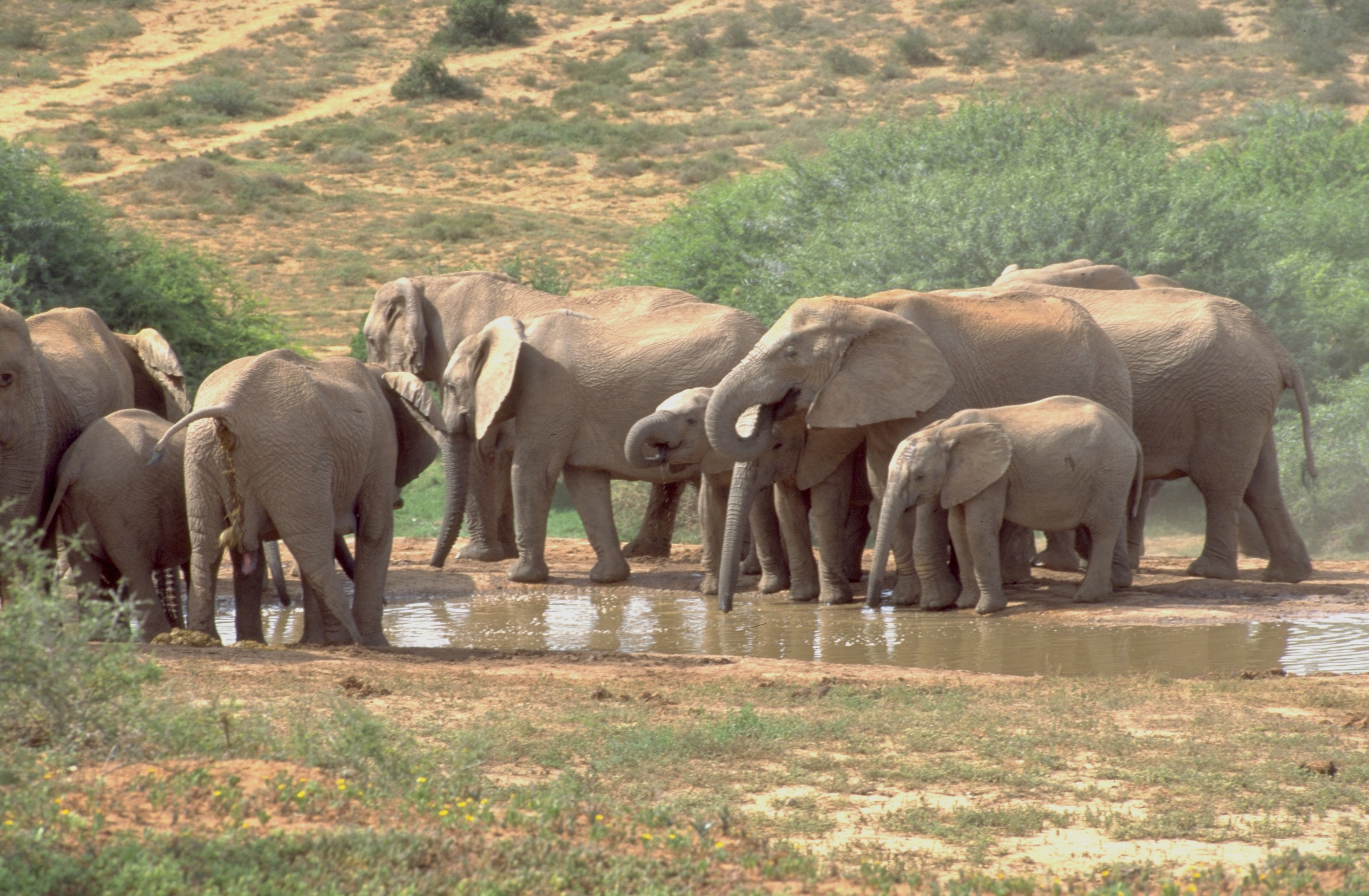 Elephants are enjoying the water whole in Addo Elefant National Park. The tourists love to see the elephants playing around