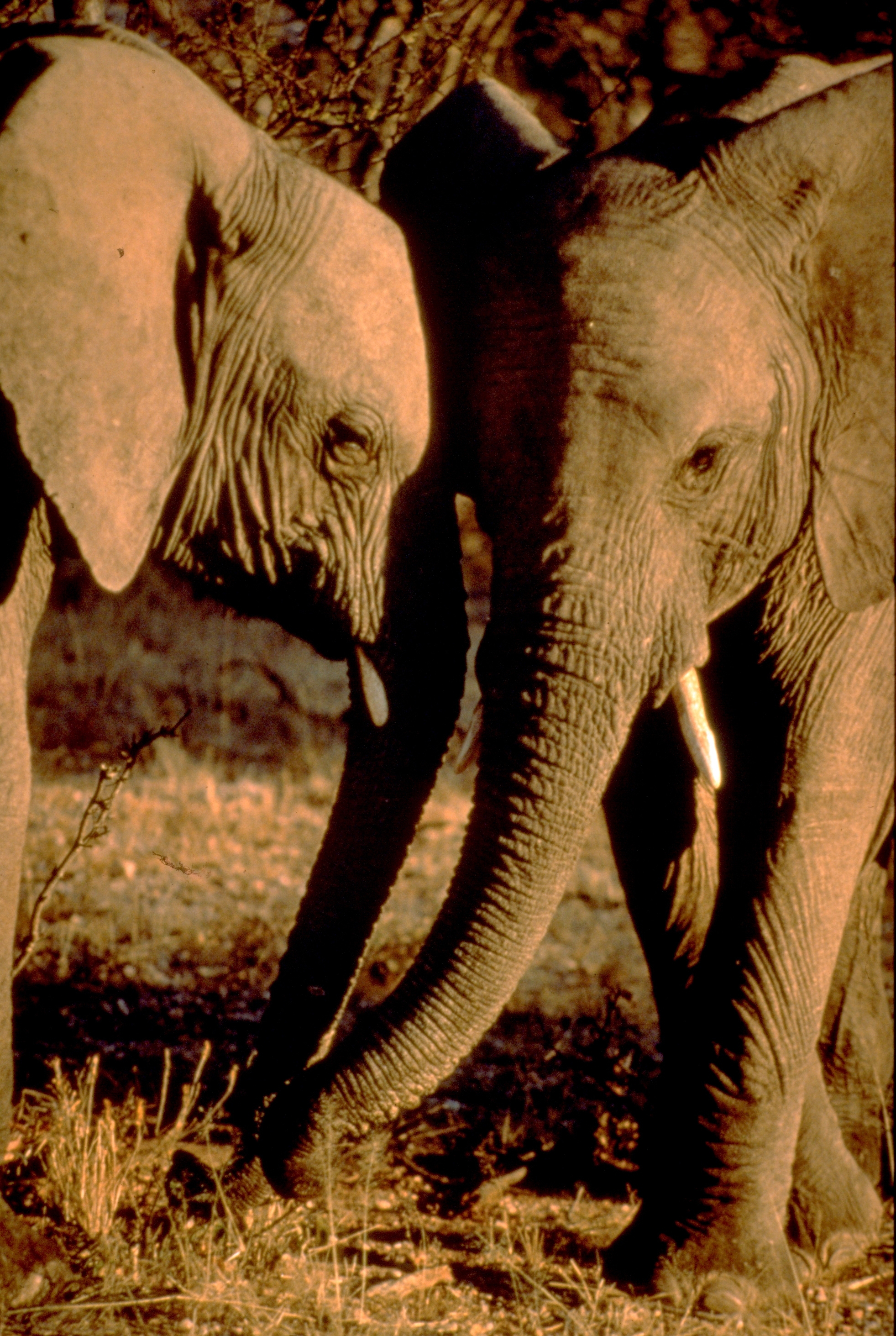 Two elefants in the Kalahari-desert