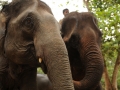 Lao Elephants