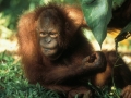 Endangered species in Borneo: Feeding the Orang Utan at Sepilok Reha-station