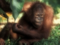 Endangered species in Borneo: Feeding the Orang Utan at Sepilok Reha-station
