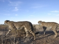 In Namibia there are about 300 cheetahs left; one third of the world population of this endangered species.
