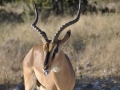 A black nose impala at the namibian Kalahari.