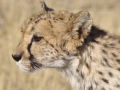 Gepardentierschutz-Projekt (CCF) nahe Okahandja. Cheetah Conservation Fund (CCF) near Okahandja