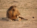 Zambia: Lion at the South Luangwa | Löwe liegt im Sand am Ufer des Unteren Sambesi-FLusses.
