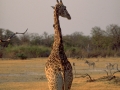 Botswana: Giraf in the Kalaharinear Moremi